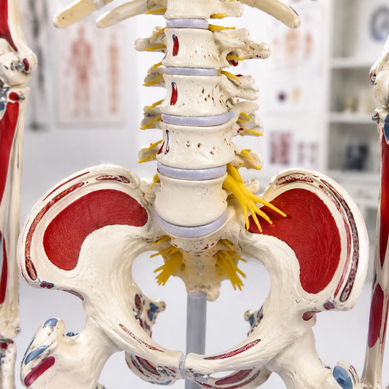 Modèle de squelette flexible a - Medical Lab Research avis et prix